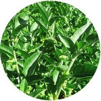 Withania Somnifera - Ashwagandha