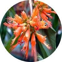 Woodfordia Fruticosa