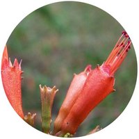 Woodfordia Fruticosa