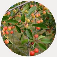 Rhus Trilobata - Sourberry