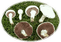 Agaricus Campestre