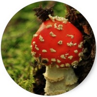 Amanita Phalloides