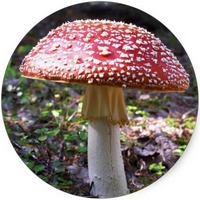 Amanita