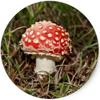 Amanita