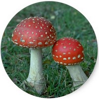 Amanita Muscaria