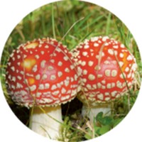 Amanita Muscaria