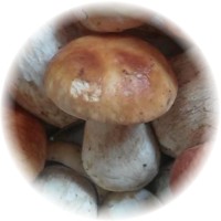 Boletus Edulis