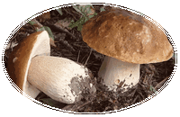 Boletus Edulis
