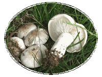 Calocybe Gambosa
