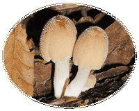Coprinellus Micaceus