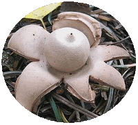 Geastrum