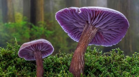 Laccaria Amethystina