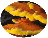 Laetiporus Sulphureus