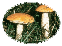Boleto Anaranjado - Leccinum Aurantiacum