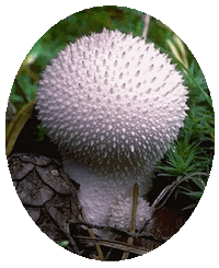 Lycoperdon Perlatum