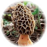 Morchella Esculenta
