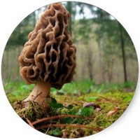 Morchella Esculenta