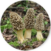 Morchella Esculenta