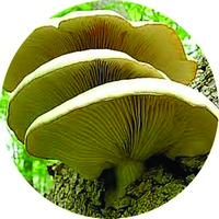 Pleurotus Ostreatus - Oyster Mushroom