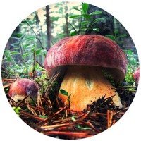 Boletus Porcini