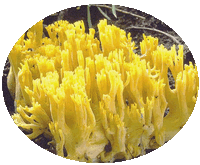 Ramaria Aurea