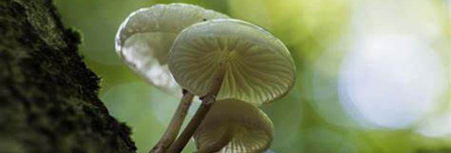 Setas y Hongos - Trufas