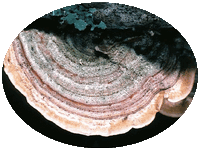 Stereum Hirsutum
