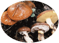 Suillus Luteus