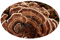 Trametes Versicolor