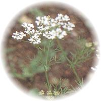 Anis: Pimpinella Anisum