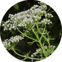 Anis: Pimpinella Anisum