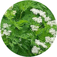 Anis: Pimpinella Anisum