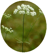 Pimpinella Anisum