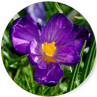Crocus Sativus
