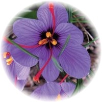 Crocus Sativus