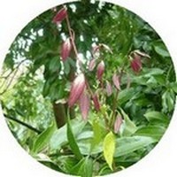 Canela - Cinnamomum Verum