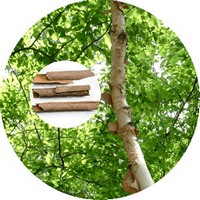 Canela - Cinnamomum Verum