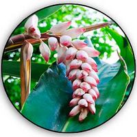 Cardamomo - Elettaria Cardamomum