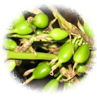 Elettaria Cardamomum