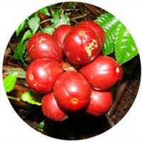 Amomum Tsao-ko - Cardamomo Chino