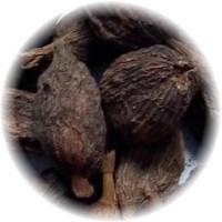 Amomum Subulatum - Cardamomo Negro