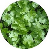Cilantro: Coriandrum Sativum