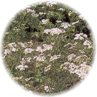 Coriander - Coriandrum