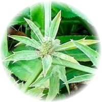 Cilantro: Eryngium Foetidum