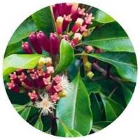 Eugenia - Syzygium Aromaticum