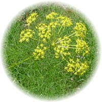 Hinojo: Foeniculum