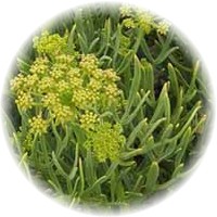 Hinojo: Foeniculum