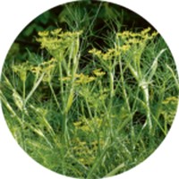 Hinojo: Foeniculum