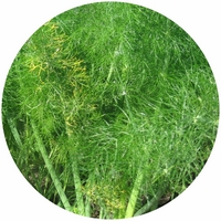 Hinojo de Florencia: Foeniculum Dulce