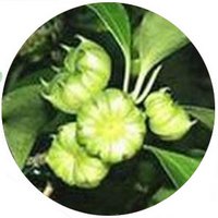 Kawa Kawa - Piper Methysticum